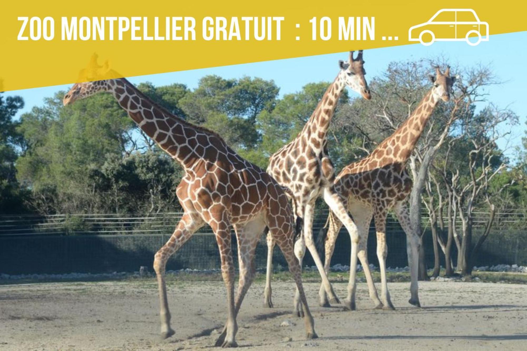 Amja Proche Clinique Saint-Roch Apt 3 Chambres 3 Salles De Bain Parking Gratuit Ideal Famille Groupe Coworking 10 Min Centre Ville 10 Min Plage 5 Min Sortie Autoroute Montpellier Eksteriør bilde